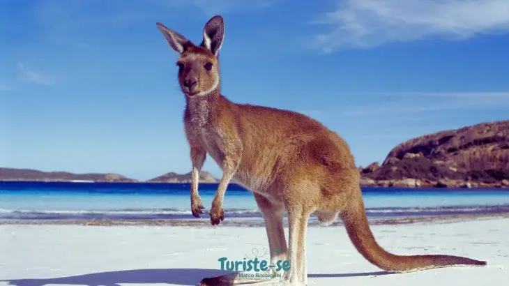 Praias da Austrália - Turiste-se