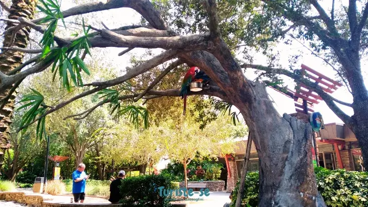 Animais e vegetação Busch Gardens Tampa Orlando - Turiste-se