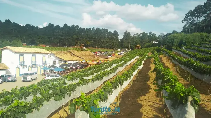 Rota do Vinho São Roque - Turiste-se